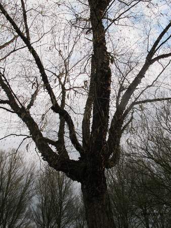  picture  Zwarte_berk |Betula_nigra
