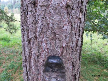 picture  Zwarte_den |Pinus_nigra