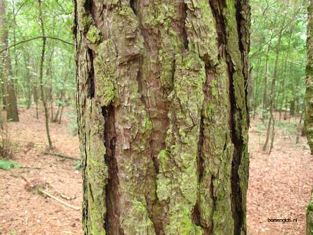  picture  Zwarte_den |Pinus_nigra