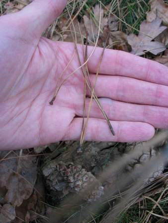  picture  Zwarte_den |Pinus_nigra