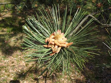  picture  Zwarte_den |Pinus_nigra