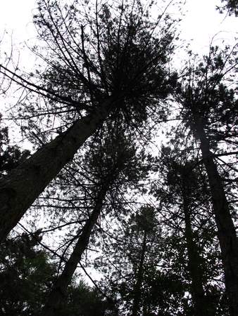  picture  Zwarte_den |Pinus_nigra