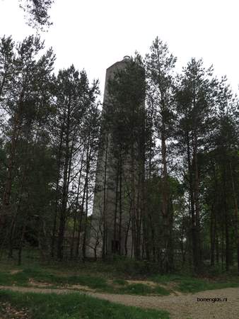  picture  Zwarte_den |Pinus_nigra