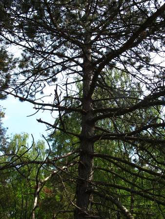  picture  Zwarte_den |Pinus_nigra