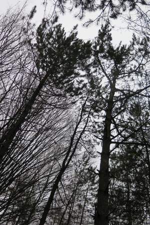  picture  Zwarte_den |Pinus_nigra