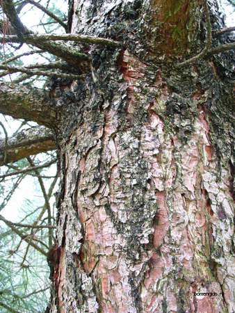  picture  Zwarte_den |Pinus_nigra