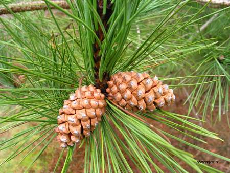  picture  Zwarte_den |Pinus_nigra