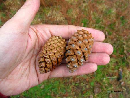  picture  Zwarte_den |Pinus_nigra