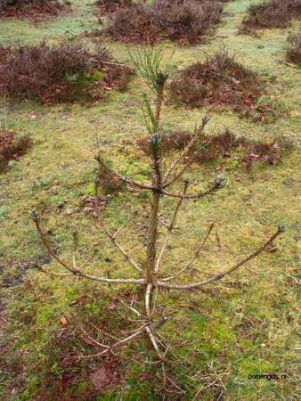  picture  Zwarte_den |Pinus_nigra