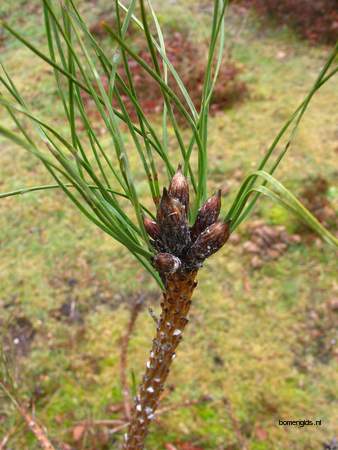  picture  Zwarte_den |Pinus_nigra
