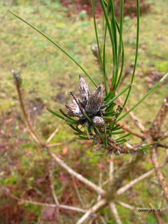  picture  Zwarte_den |Pinus_nigra