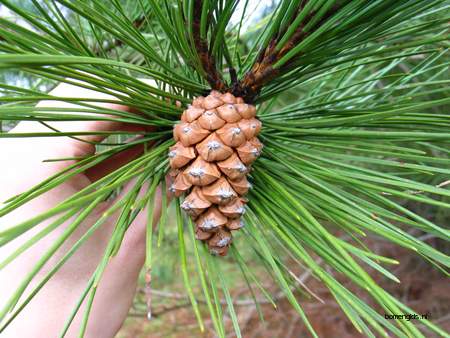  picture  Zwarte_den |Pinus_nigra