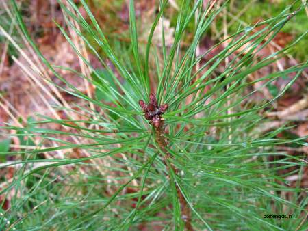  picture  Zwarte_den |Pinus_nigra