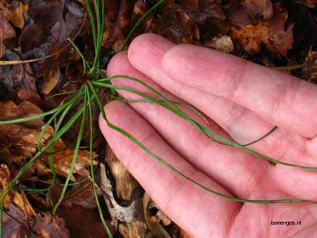  picture  Zwarte_den |Pinus_nigra