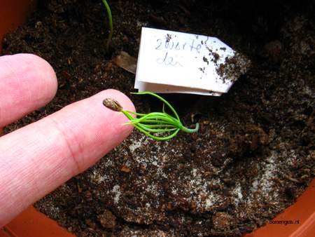  picture  Zwarte_den |Pinus_nigra