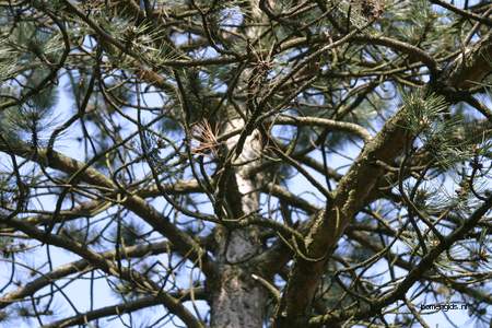  picture  Zwarte_den |Pinus_nigra