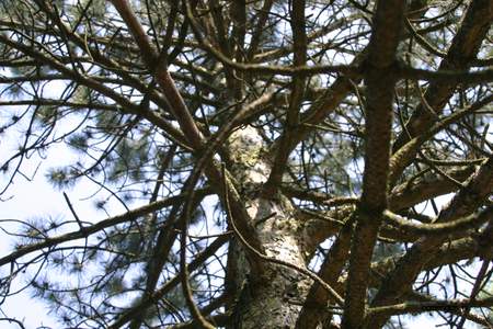  picture  Zwarte_den |Pinus_nigra