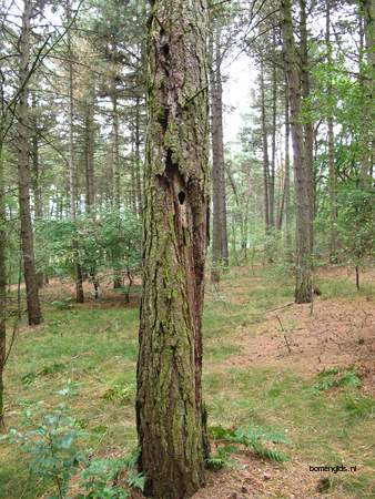  picture  Zwarte_den |Pinus_nigra