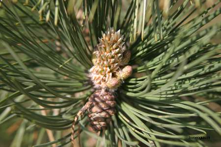  picture  Zwarte_den |Pinus_nigra