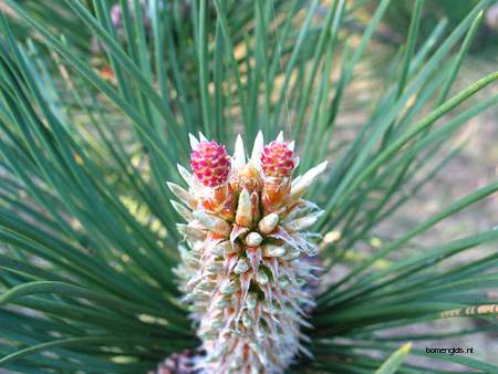  picture  Zwarte_den |Pinus_nigra