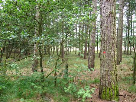  picture  Zwarte_den |Pinus_nigra