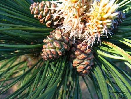  picture  Zwarte_den |Pinus_nigra