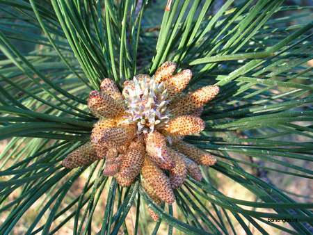  picture  Zwarte_den |Pinus_nigra