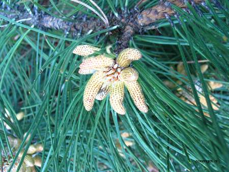  picture  Zwarte_den |Pinus_nigra