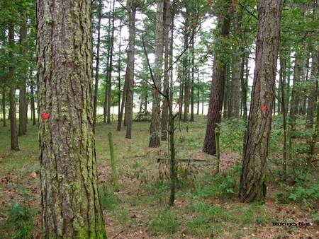  picture  Zwarte_den |Pinus_nigra