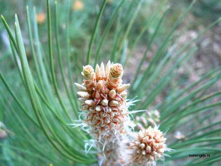  picture  Zwarte_den |Pinus_nigra
