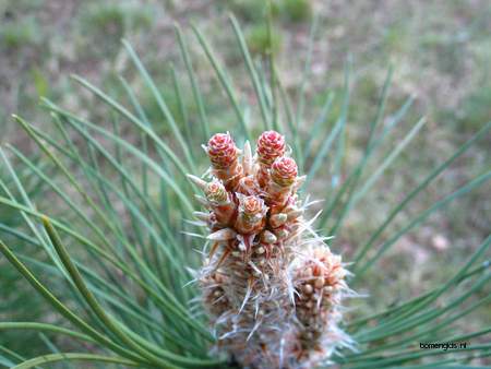 picture  Zwarte_den |Pinus_nigra