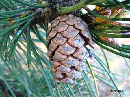  picture  Zwarte_den |Pinus_nigra