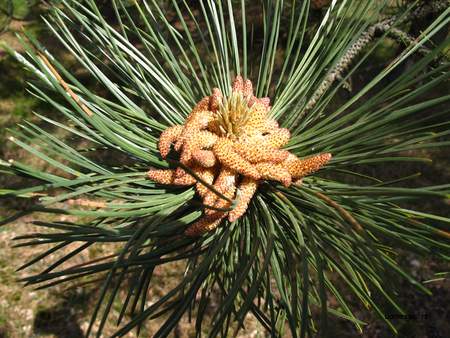  picture  Zwarte_den |Pinus_nigra
