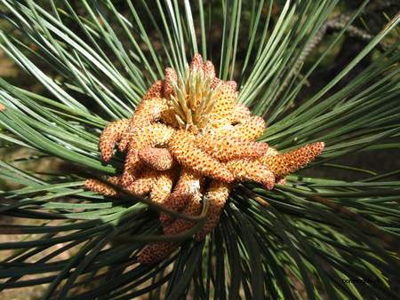  picture  Zwarte_den |Pinus_nigra