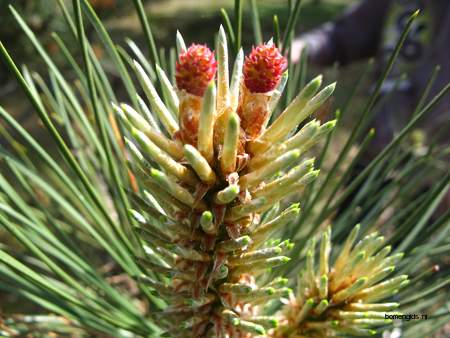  picture  Zwarte_den |Pinus_nigra