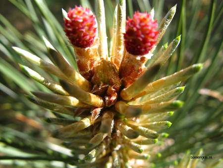  picture  Zwarte_den |Pinus_nigra