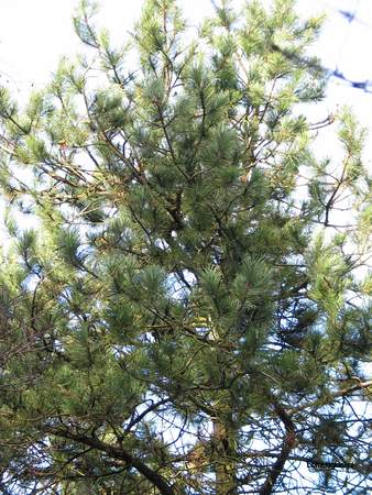  picture  Zwarte_den |Pinus_nigra