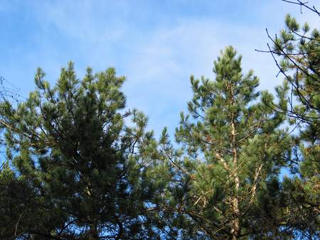  picture  Zwarte_den |Pinus_nigra