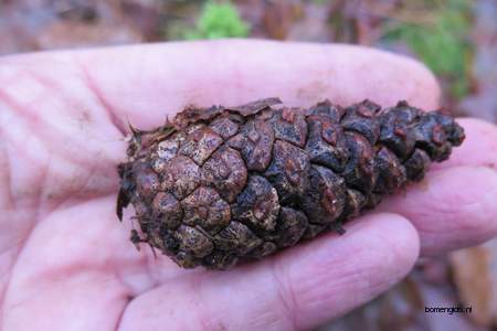  picture  Zwarte_den |Pinus_nigra