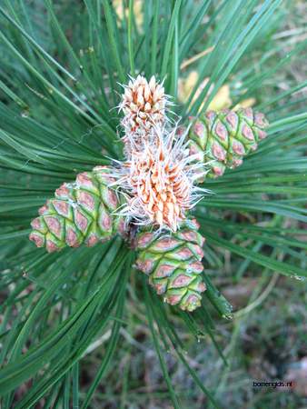  picture  Zwarte_den |Pinus_nigra