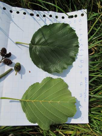  picture  Zwarte_els |Alnus_glutinosa