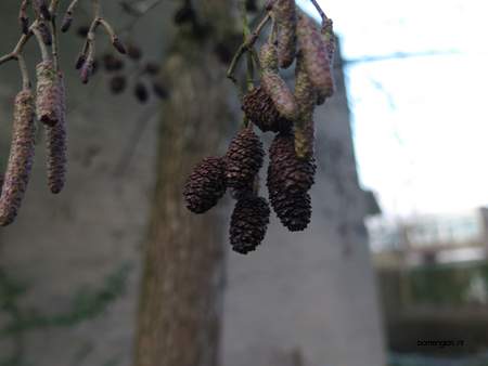  picture  Zwarte_els |Alnus_glutinosa