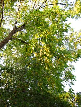  picture  Zwarte_walnoot |Juglans_nigra