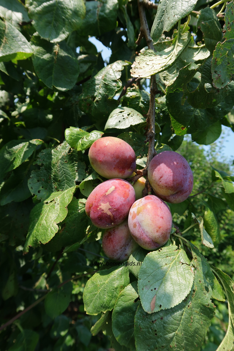 European treeguide Bomengids.nl featuring: Pruim  Plum  Zwetschge 