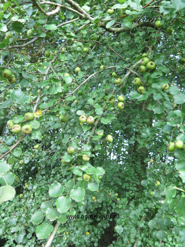 European treeguide Bomengids.nl featuring Wilde_peer European_wild