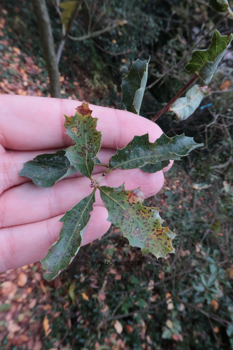 European treeguide Bomengids.nl featuring Amerikaanse_hulstbladige