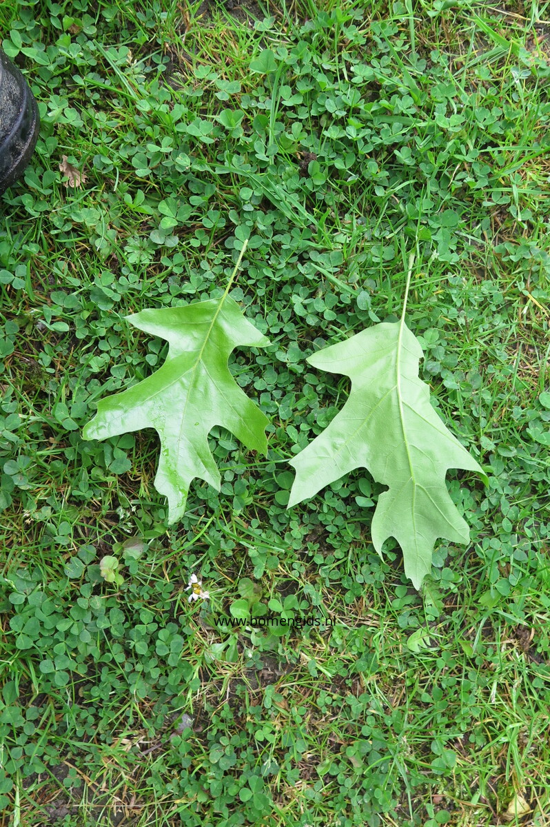 European treeguide Bomengids.nl featuring Amerikaanse_zuidelijke_rode