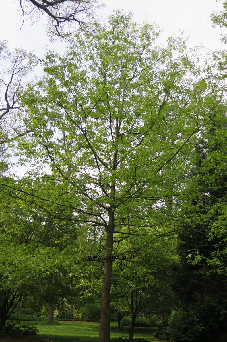 European treeguide Bomengids.nl featuring Amerikaanse_zuidelijke_rode