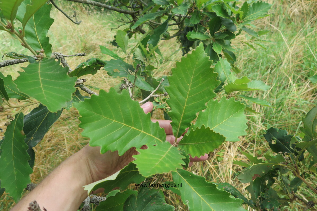 European treeguide Bomengids.nl featuring Mongoolse_eik Mongolian
