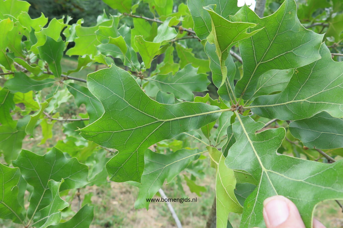 European treeguide Bomengids.nl featuring Water_eik Water_oak
